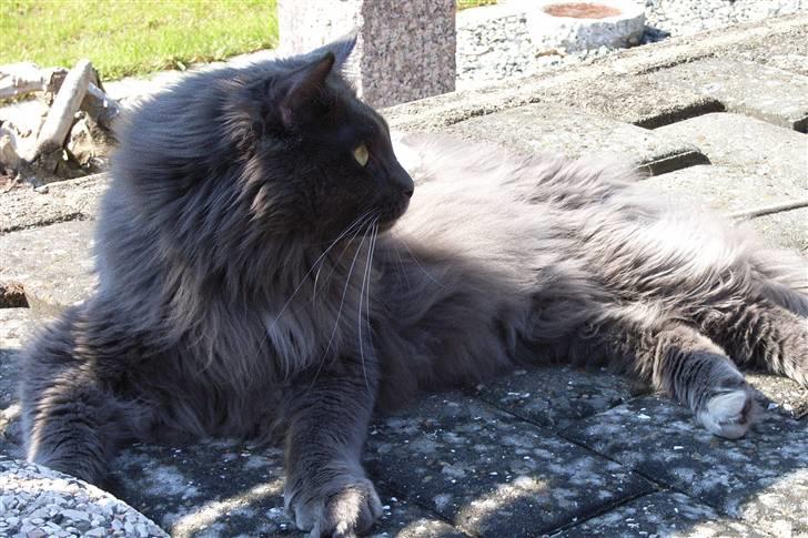 Blanding af racer Pepsi - Dejligt er få et vindpust, i sommervarmen billede 5