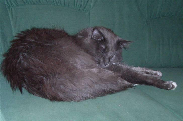 Blanding af racer Pepsi - Pepsi i en rolig stund billede 6