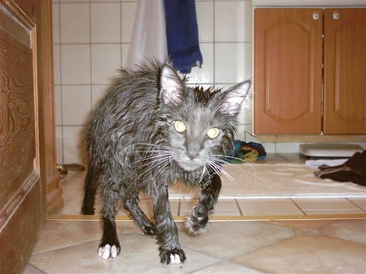 Blanding af racer Pepsi - Puh, sådan et bad er ikke lige Pepsi billede 7