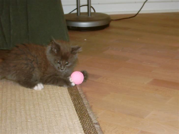 Blanding af racer Pepsi - Pepsi, da han endnu var lille billede 8