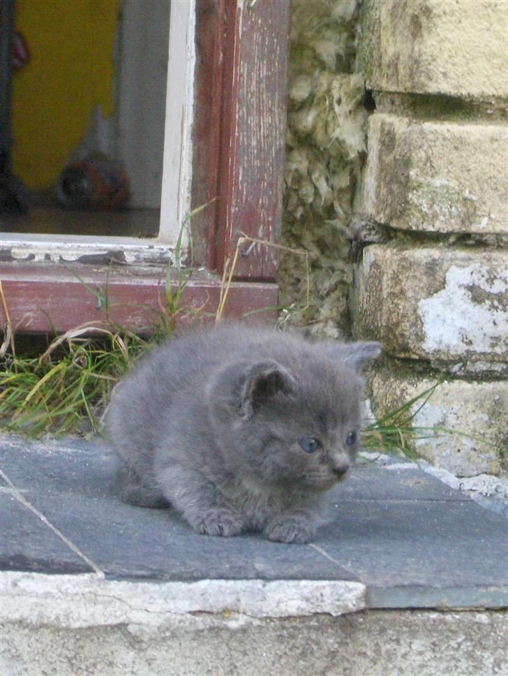 Blanding af racer fie billede 15