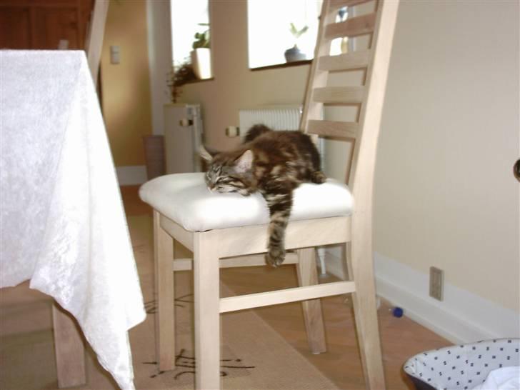 Blanding af racer Twist - Åhh, hvor er jeg søvnig billede 1