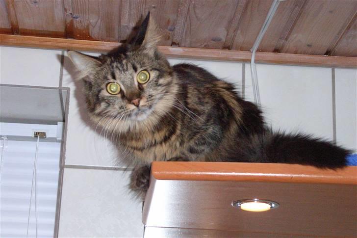 Blanding af racer Twist - Det var ikke mig billede 2