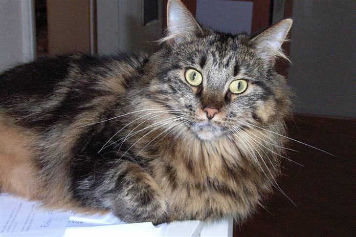 Blanding af racer Twist - Er jeg ikke bare flot! billede 3