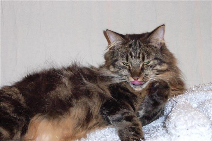 Blanding af racer Twist - Så er det tid til at blive vasket! billede 4