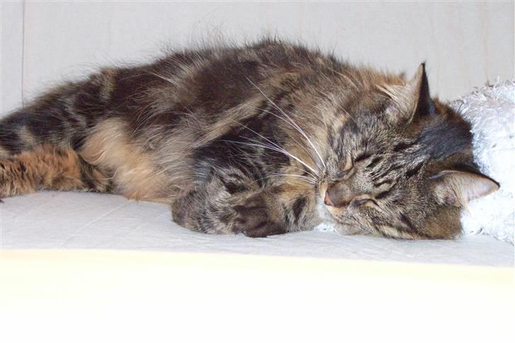 Blanding af racer Twist - Gaaab! billede 5