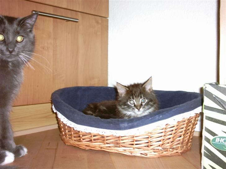 Blanding af racer Twist - Twist som lille, med storebror Pepsi ved sin side billede 6