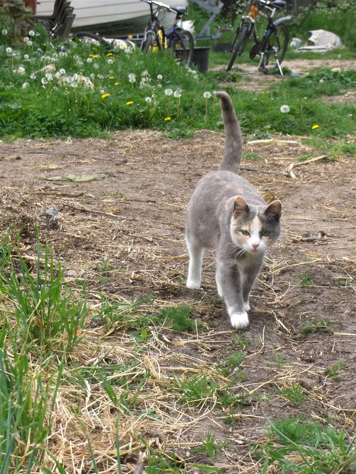 Blanding af racer sally billede 20