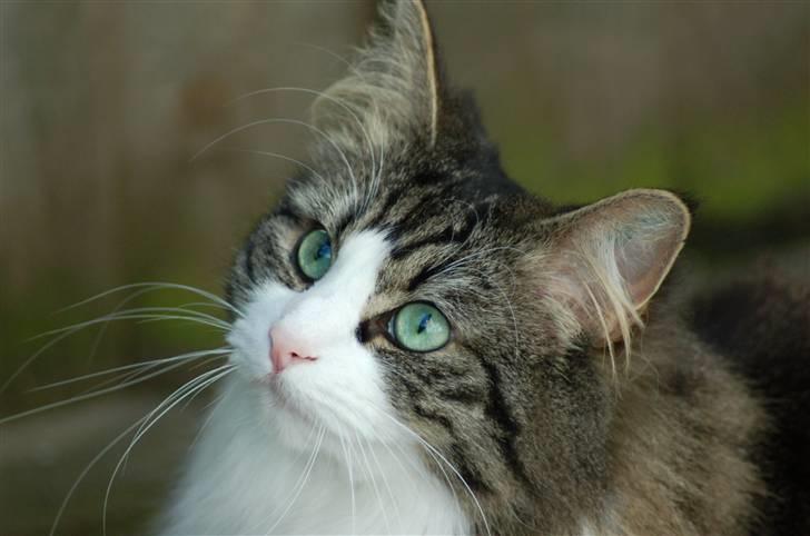 Norsk Skovkat Frynne - Frynne har set en solsort! billede 1