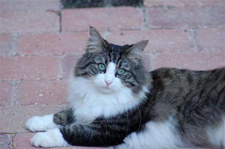 Norsk Skovkat Frynne - Ligger og gasser sig i gården... billede 2