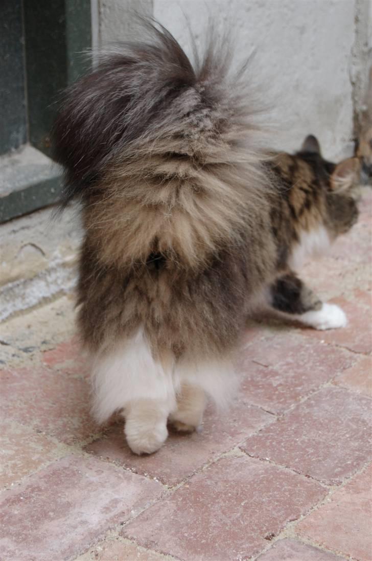 Norsk Skovkat Frynne - Busket hale??? billede 3