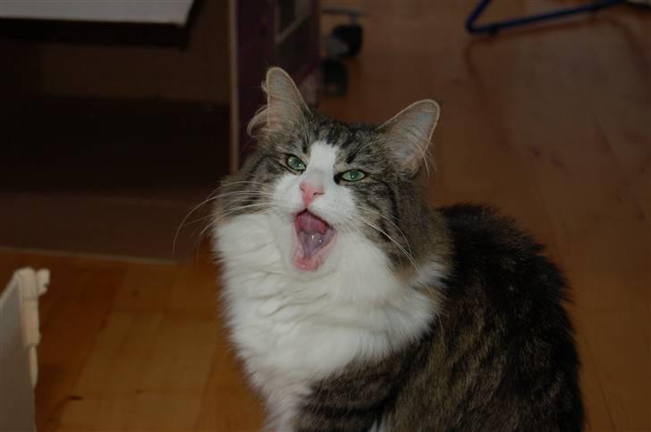 Norsk Skovkat Frynne - Hit med noget at spise! billede 4