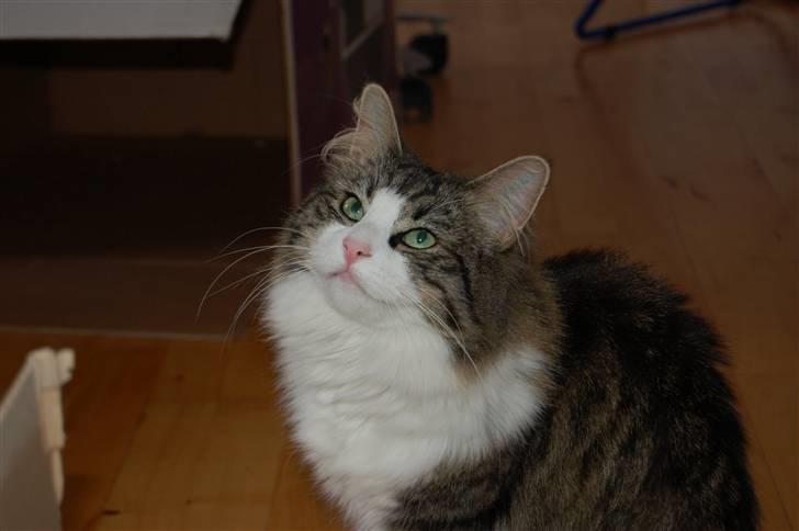 Norsk Skovkat Frynne - ...hvis nu jeg ser RIGTIG nuttet ud? billede 5