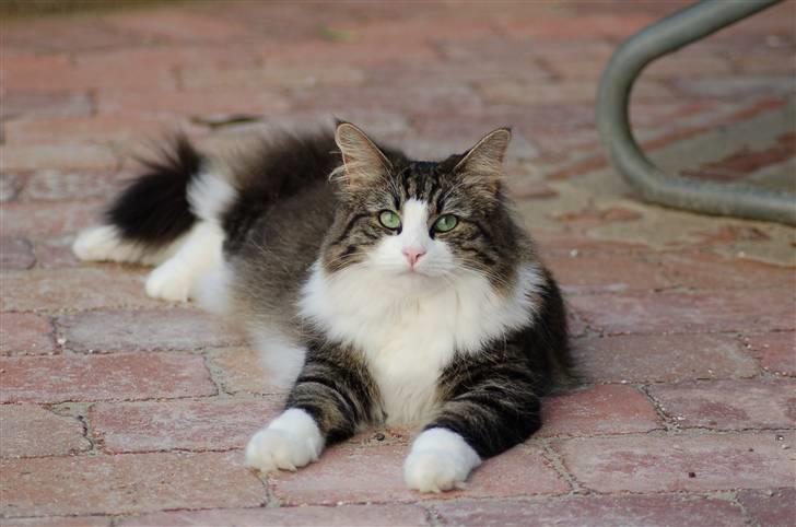 Norsk Skovkat Frynne - Manner hvor jeg nyder at lege model... billede 6