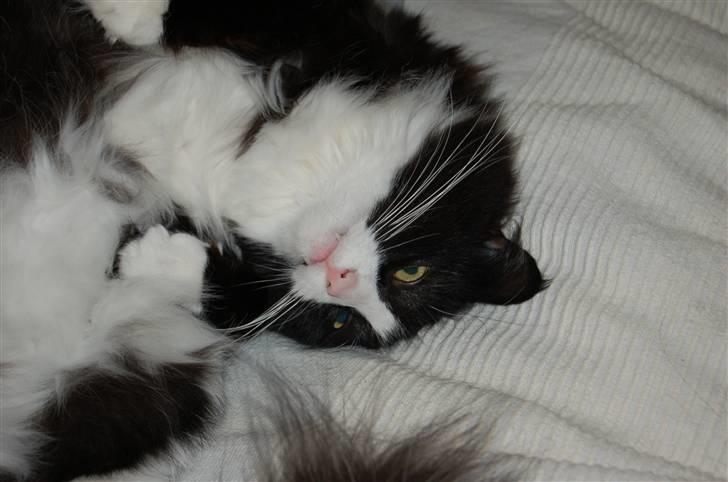 Norsk Skovkat Mille - Se mine fine hjørnetænder! billede 1