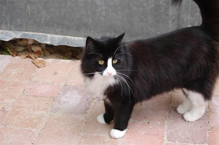 Norsk Skovkat Mille - Hvor blev fuglene af? billede 2