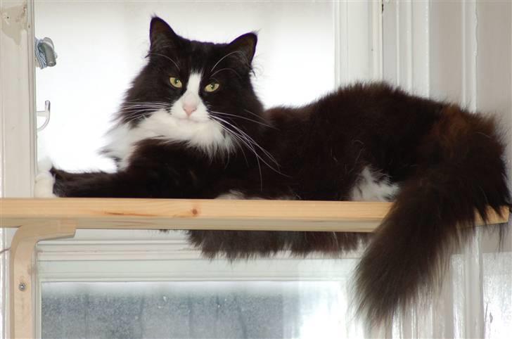 Norsk Skovkat Mille - Jeg elsker at holde udkig fra min hylde.... billede 3