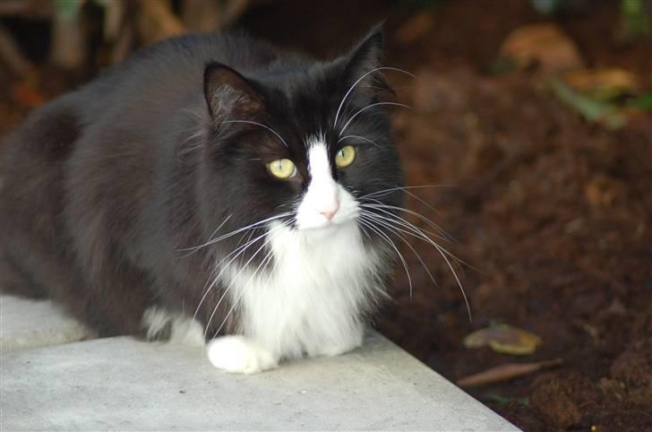 Norsk Skovkat Mille - Hvis jeg sidder helt stille kommer solsorten nok igen... billede 4