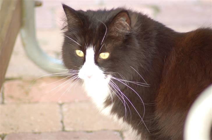 Norsk Skovkat Mille - Er jeg ikke sød? billede 5