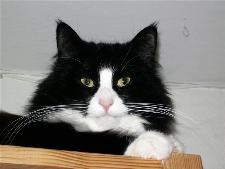 Norsk Skovkat Mille - Ingen kan nå mig her.... billede 6