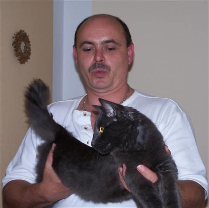 Norsk Skovkat Indigo Icedragon av Myrkw - Indigo sammen med sin opdrætter billede 1