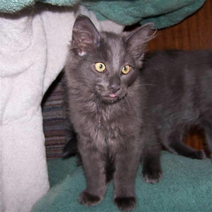 Norsk Skovkat Indigo Icedragon av Myrkw - Indigo som killing billede 2