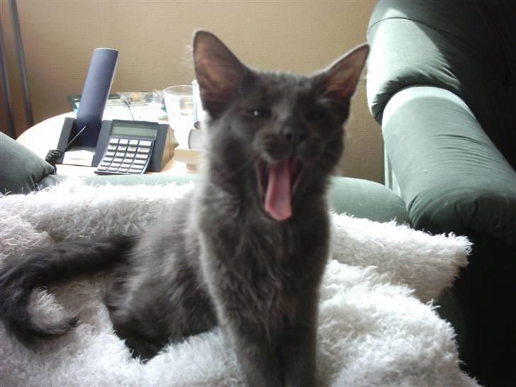 Norsk Skovkat Indigo Icedragon av Myrkw - Gaaaaab!  billede 4