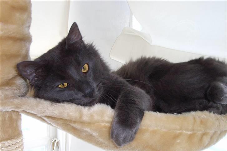 Norsk Skovkat Indigo Icedragon av Myrkw - Lad mig dog sove billede 5