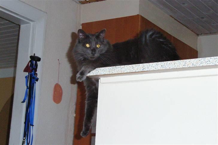 Norsk Skovkat Indigo Icedragon av Myrkw - Her ligger jeg da bare billede 6