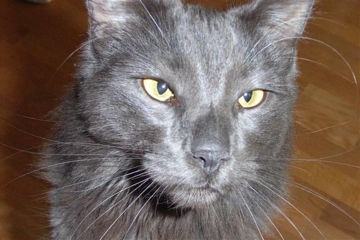 Norsk Skovkat Indigo Icedragon av Myrkw - Nærbilled af Indigo billede 7