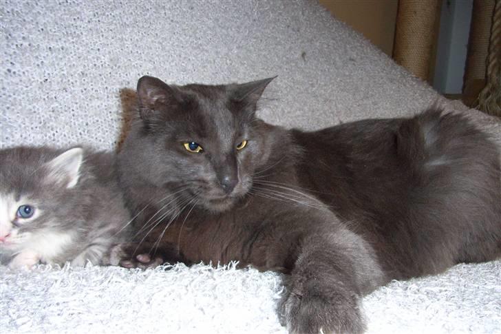 Norsk Skovkat Indigo Icedragon av Myrkw - Indigo og Alani billede 8