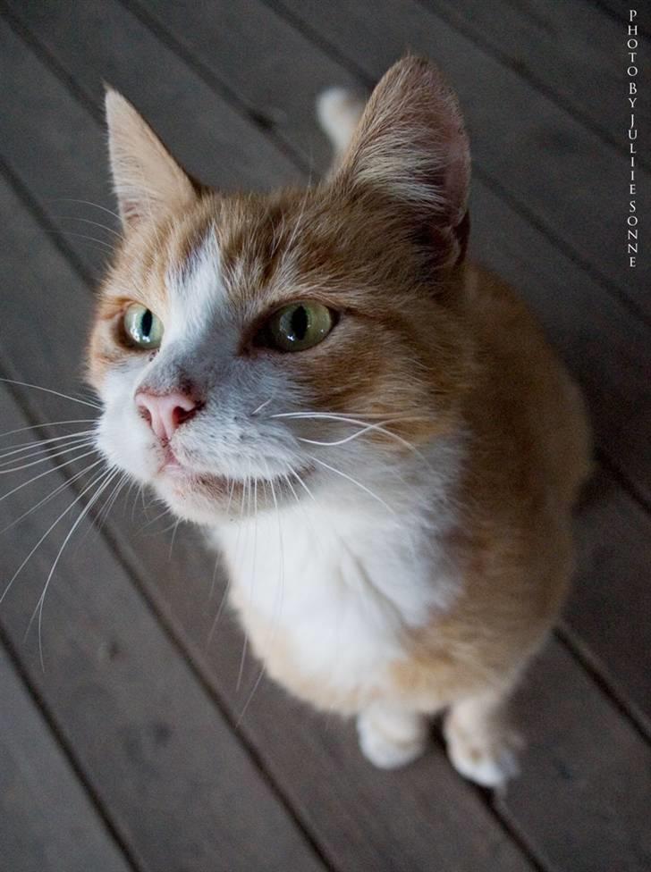 Huskat Fie R.I.P billede 1