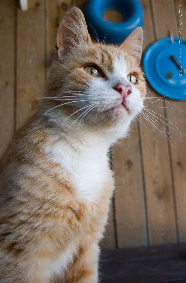 Huskat Fie R.I.P billede 2