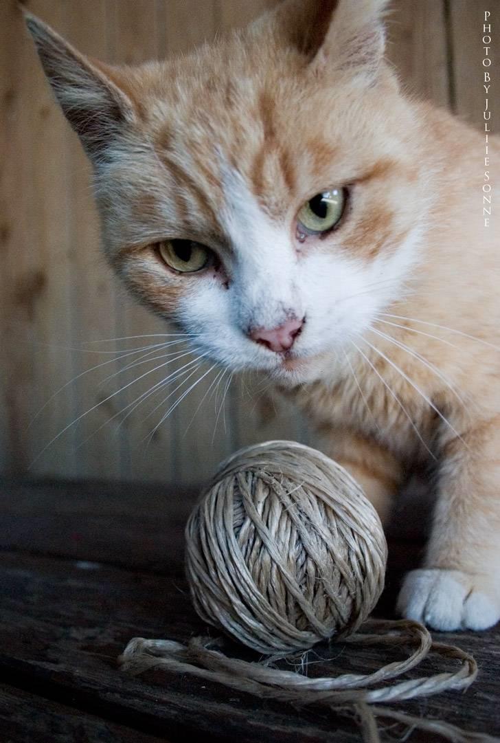 Huskat Fie R.I.P billede 3