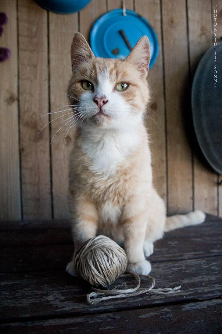 Huskat Fie R.I.P billede 4