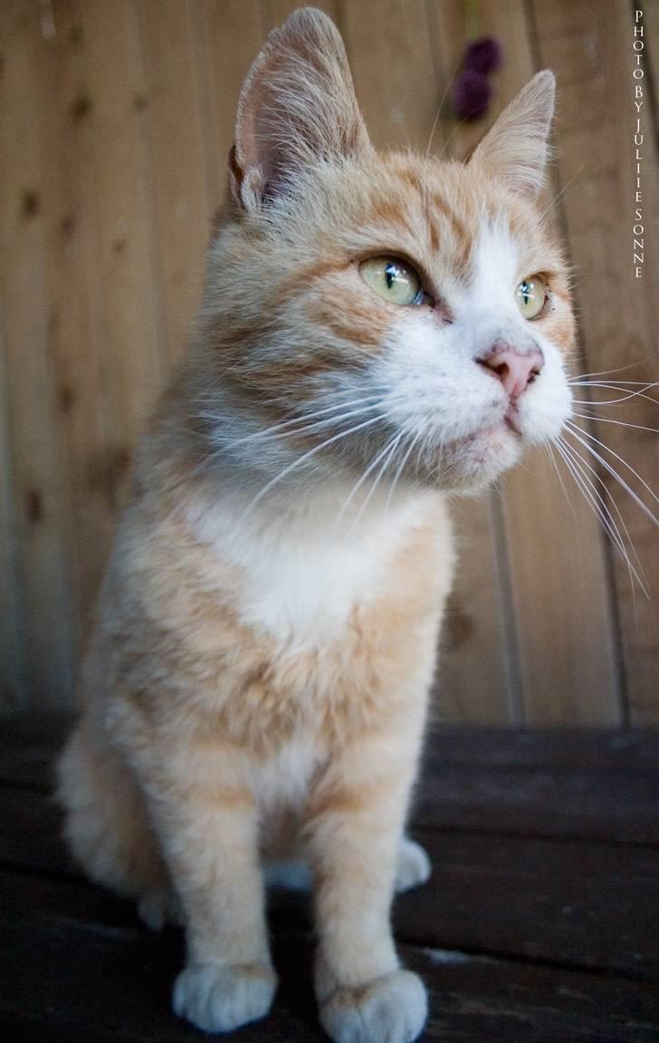 Huskat Fie R.I.P billede 5