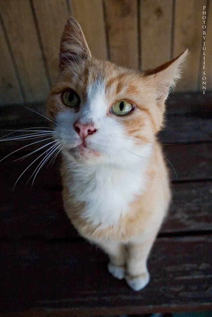 Huskat Fie R.I.P billede 6