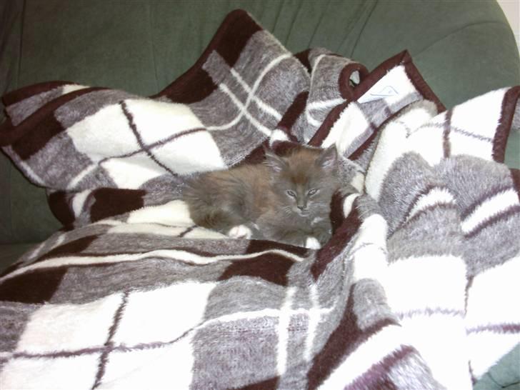 Blanding af racer Pepsi - Godnat billede 9