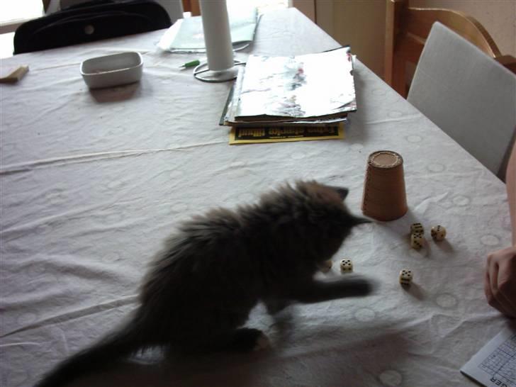 Blanding af racer Pepsi - Skal vi ha´ en omgang yatzy billede 10