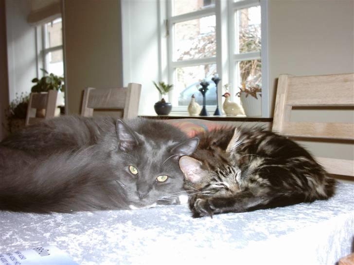 Blanding af racer Pepsi - Pepsi med lillesøster Twist billede 11