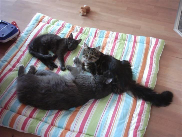 Blanding af racer Pepsi - Pepsi, Twist & Indigo får sig lige en skraber billede 12