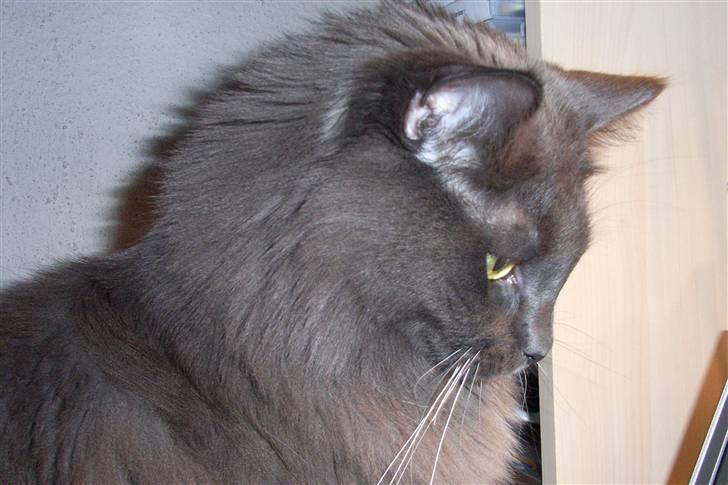 Blanding af racer Pepsi - Nærbilled af Pepsi billede 14