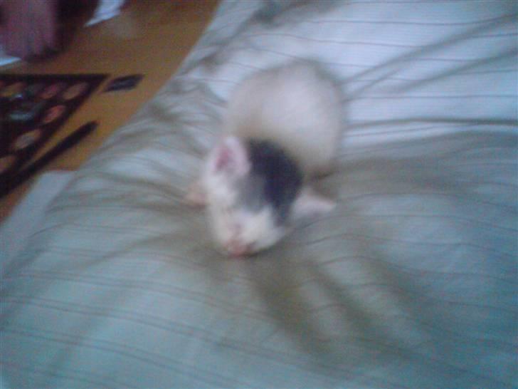Huskat pjevs billede 1