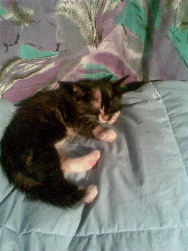 Huskat Belle - åh jeg er træt billede 5