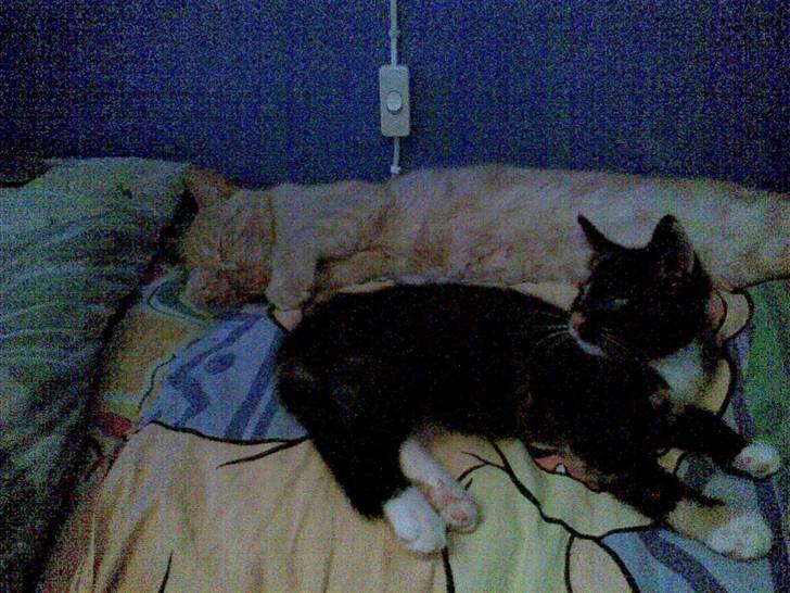 Huskat Belle - mig og storebror putter :) billede 7