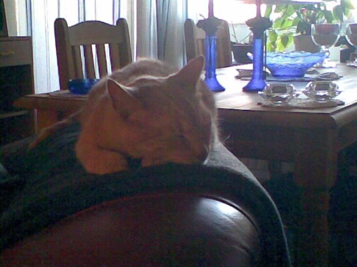 Huskat Gizmo - ligger godt :P billede 16