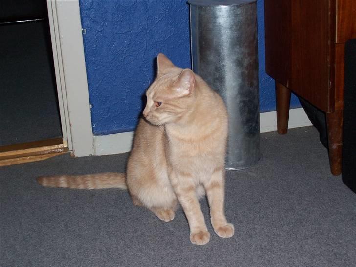 Huskat Gizmo - er bleven sååååå stor billede 17