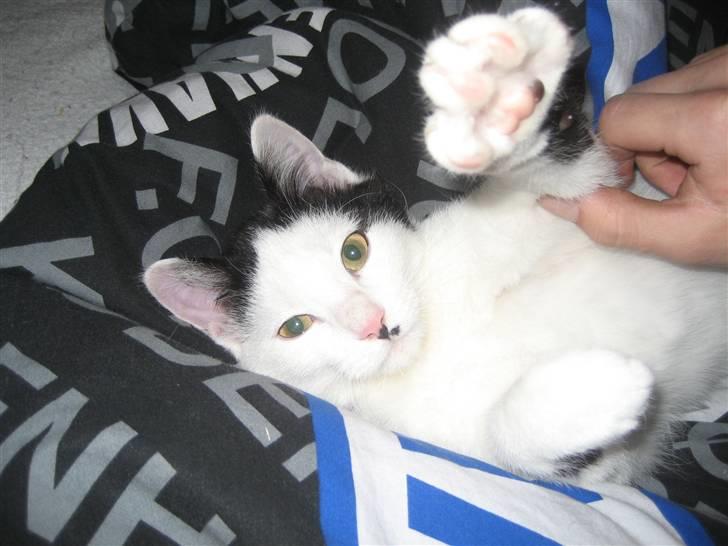 Huskat LilleMis billede 11