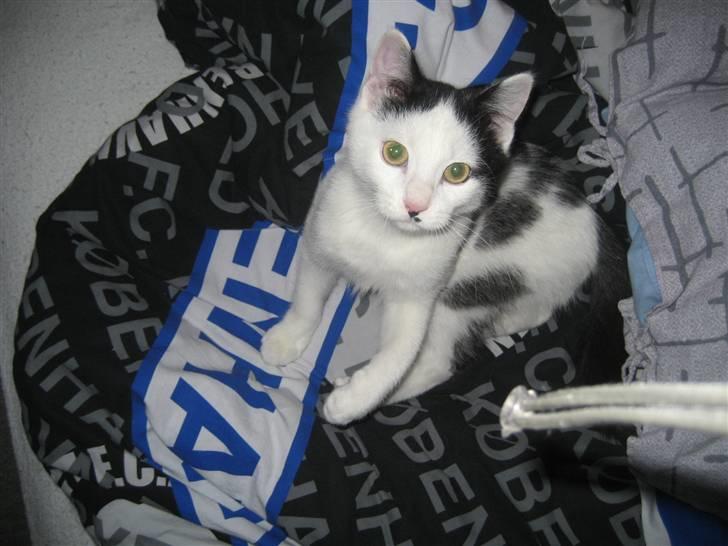 Huskat LilleMis billede 12