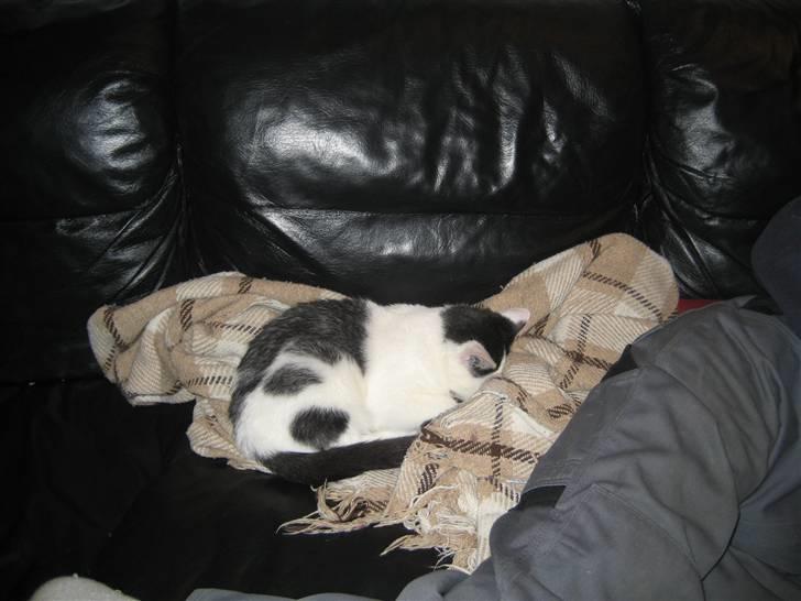 Huskat LilleMis - Kan du mon finde mig, moar? hihi billede 13